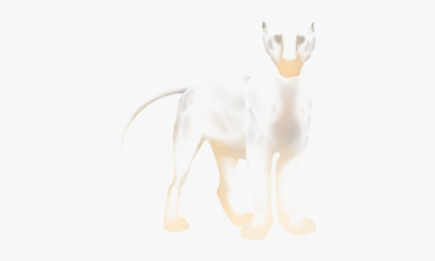 Lion, HD Png Download