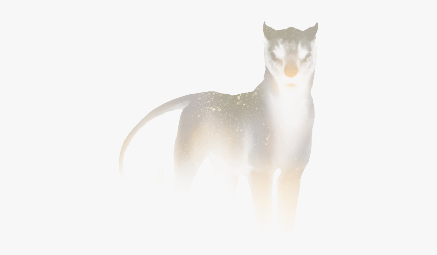 American Wirehair, HD Png Download