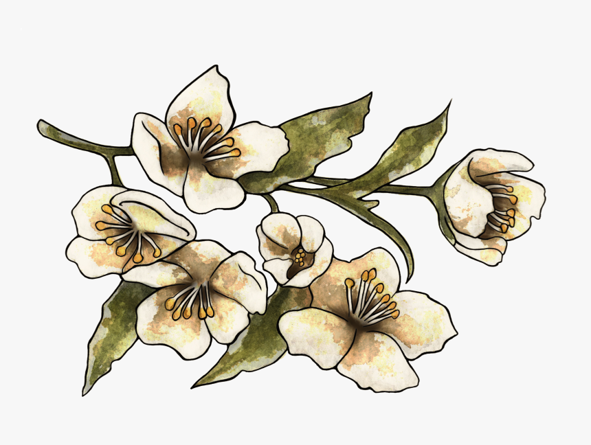 Orchids Of The Philippines, HD Png Download