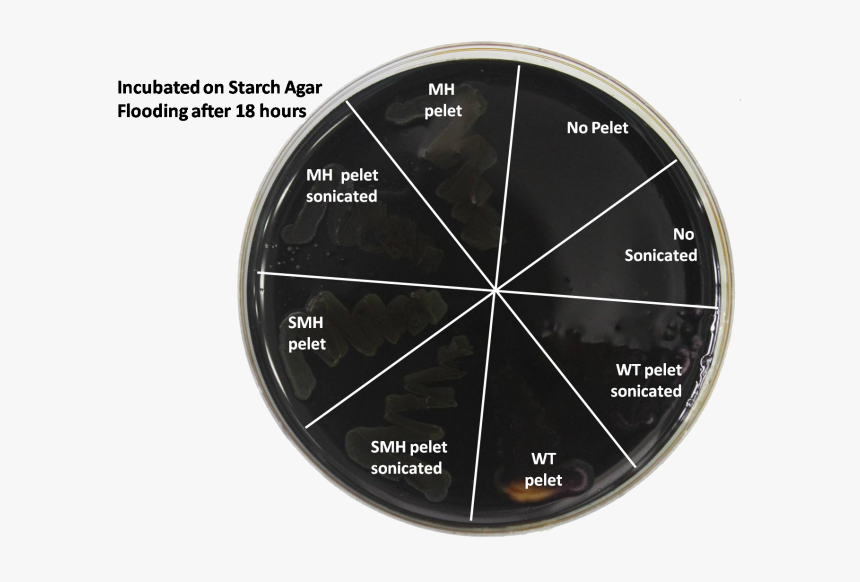 800px-starch1 - Circle, HD Png Download