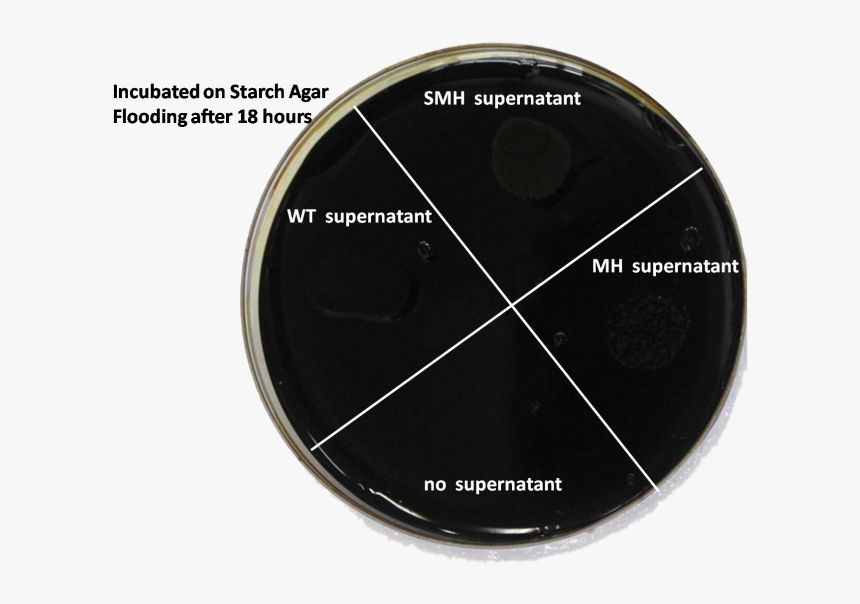 697px-starch2 - Circle, HD Png Download