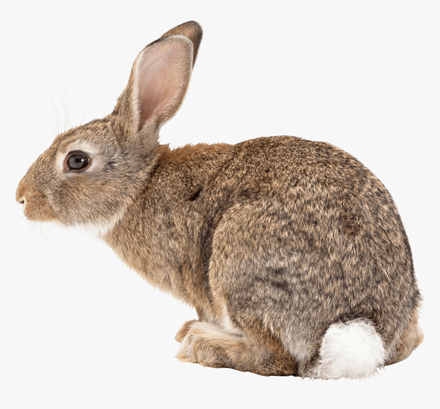 Brown Bunny With White Tail, HD Png Download