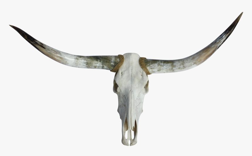 Texas Chairish Skull- - Skull, HD Png Download