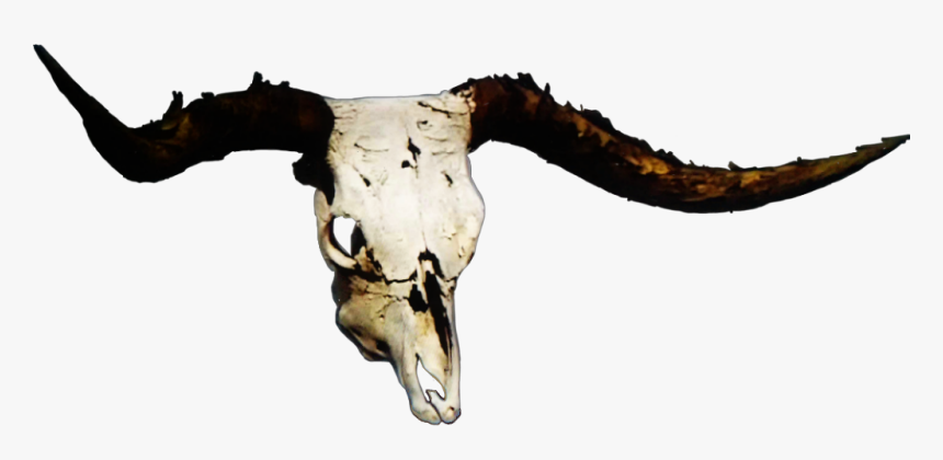 Skull, HD Png Download