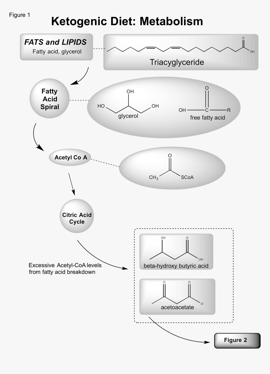 Ketosis Fat Metabolism Pathway, HD Png Download , Transparent Png Image