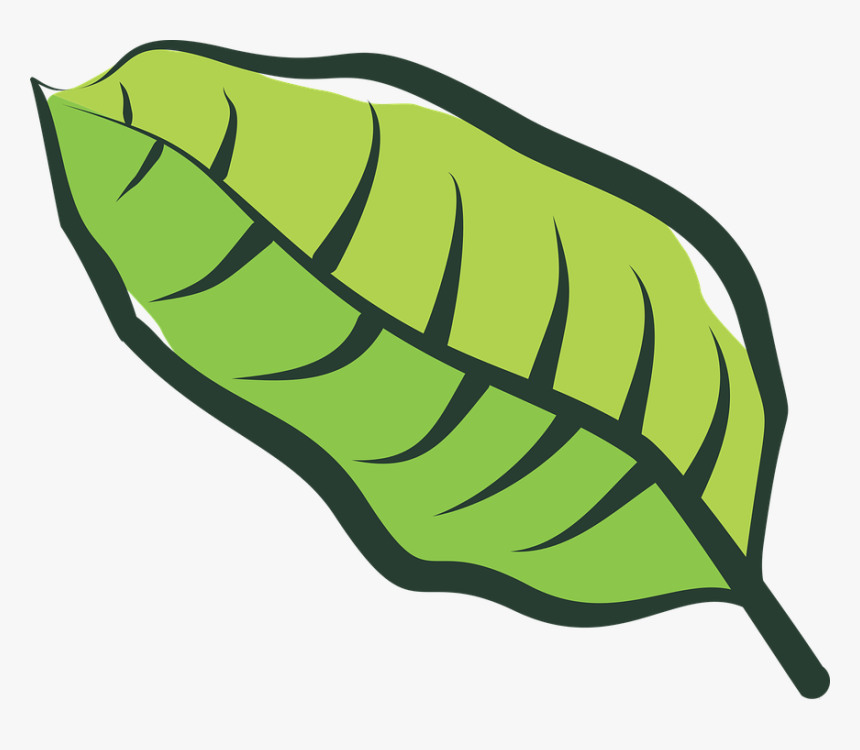 Leaf, Vegetable, Plantation, Plants, Vegetation, Green - Planta De Tabaco Dibujo, HD Png Download