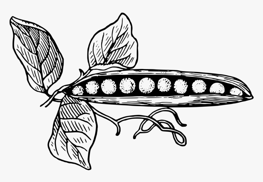 Pea Black And White, HD Png Download