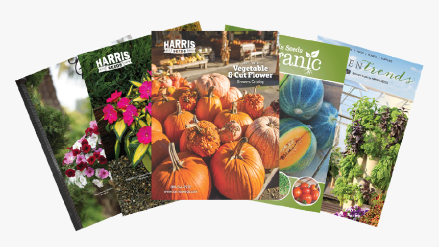 Vegetable Seeds Png, Transparent Png