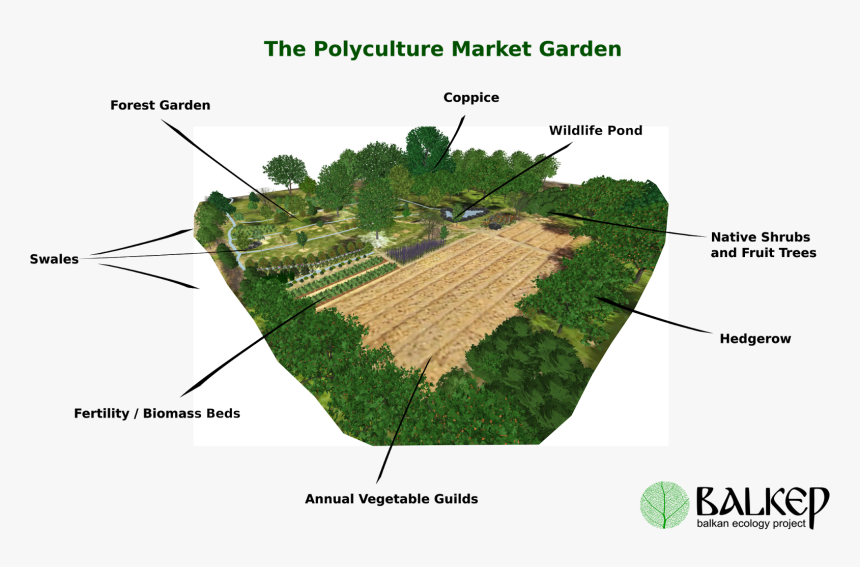 Vegetable Plants Png, Transparent Png