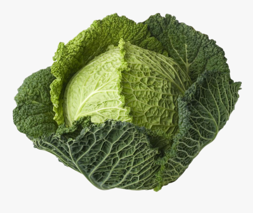 Vegetable Plant Png - Green Cabbage, Transparent Png