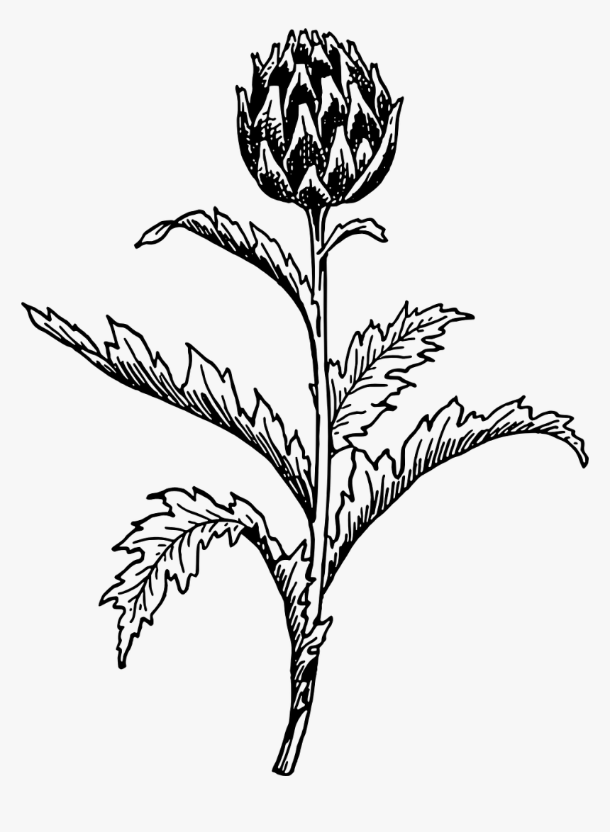 Monochrome - Artichoke Vector, HD Png Download
