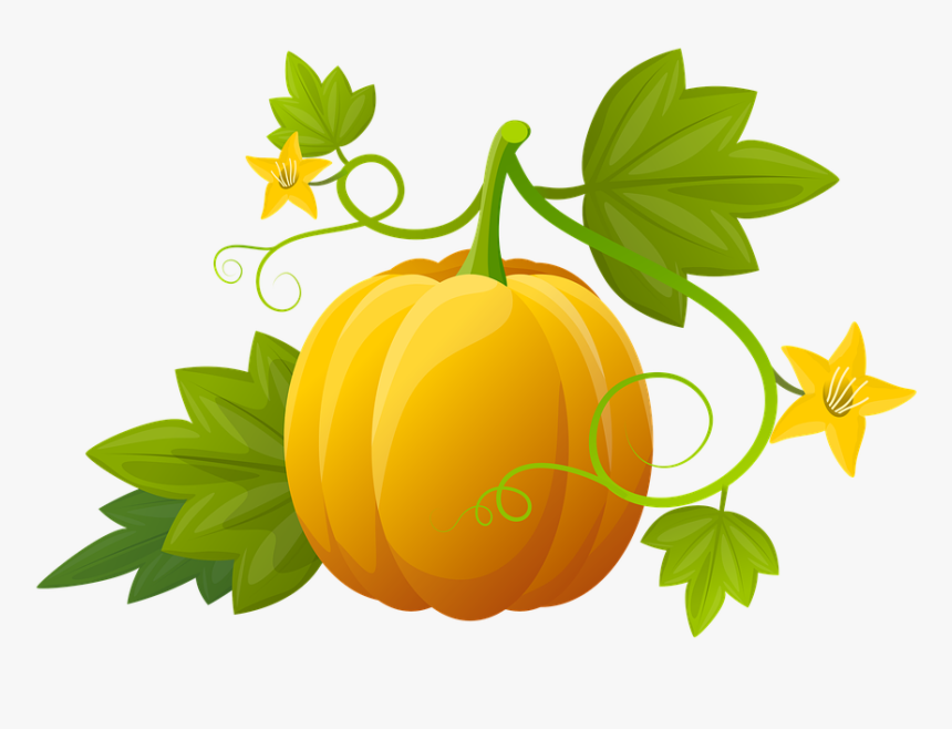 Pumpkin, Illustration, Plants, Vegetable, Leaves - Hoja De Calabaza Png, Transparent Png