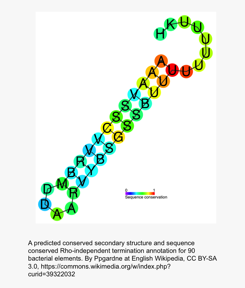 Rna , Png Download - Intrinsic Termination, Transparent Png