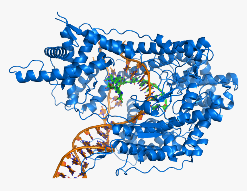 Rna Polymerase Producing Mrna From A Double-stranded - Rna Polymerase, HD Png Download