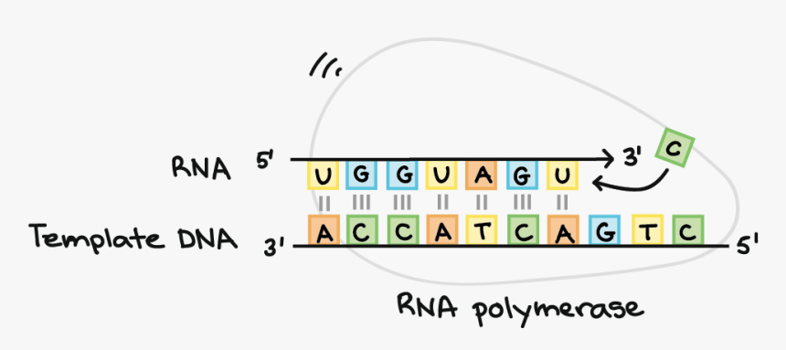 Rna Polymerase Synthesizes An Rna Strand Complementary - Circle, HD Png Download