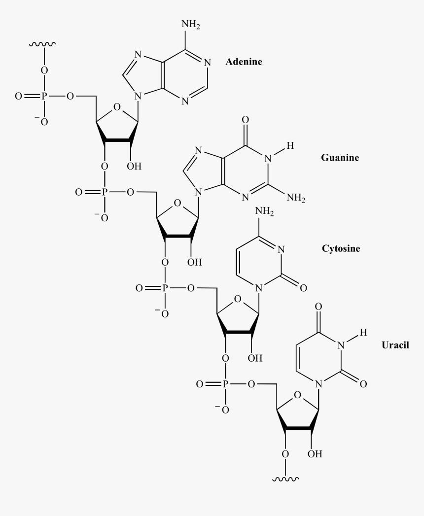 Organic Structure Of Rna, HD Png Download