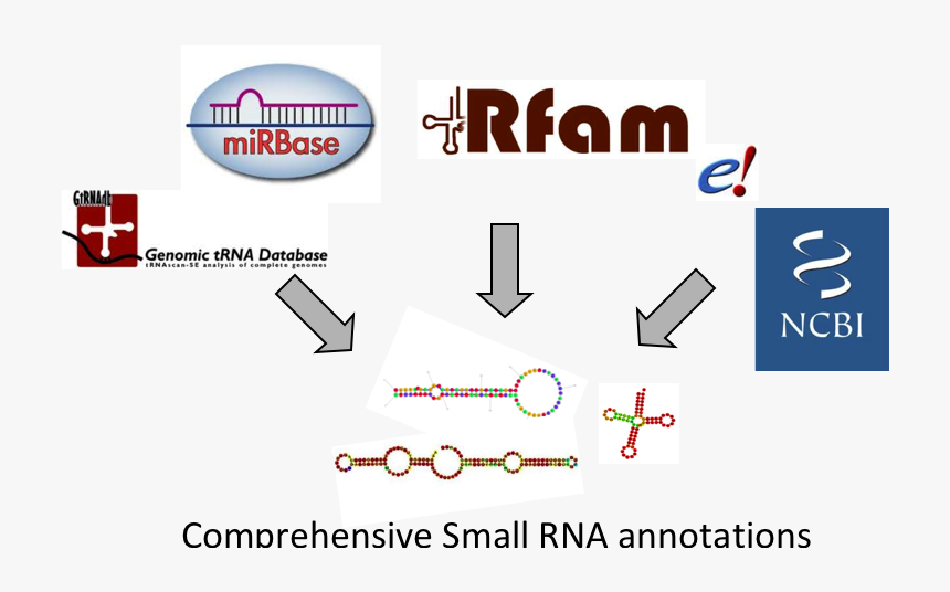 National Center For Biotechnology Information, HD Png Download