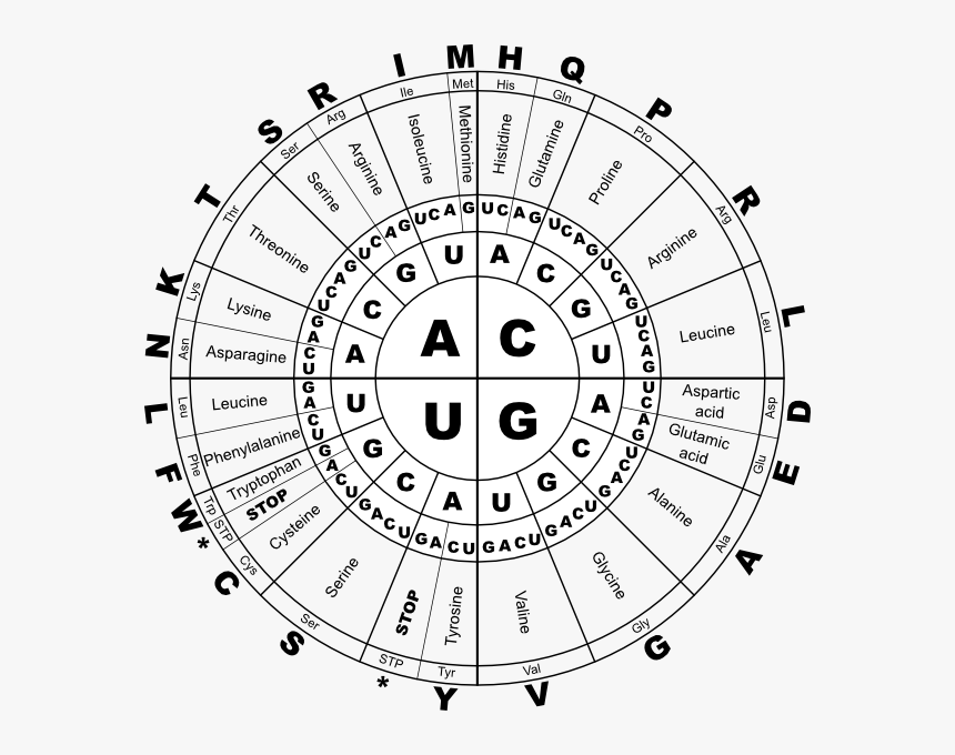 Rna Genetic Code, HD Png Download