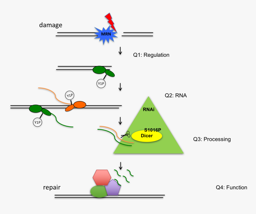 Rna Png, Transparent Png