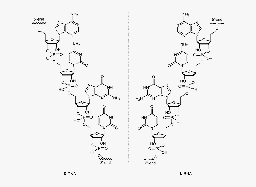 L-rna - L Rna Vs D Rna, HD Png Download