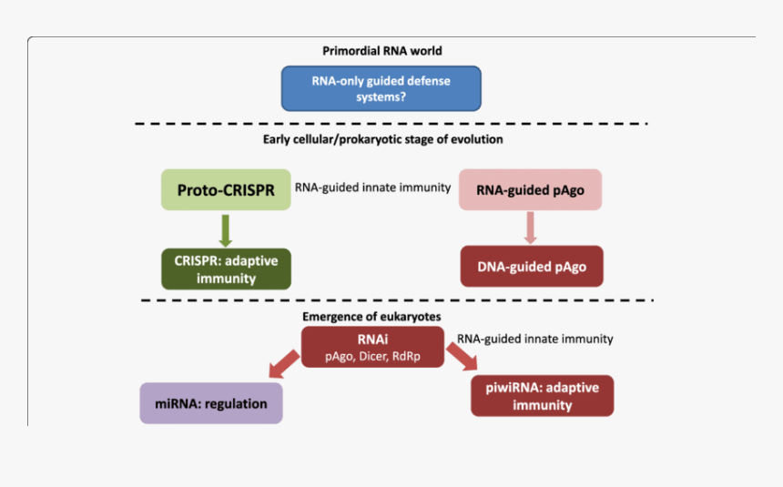 Screenshot, HD Png Download