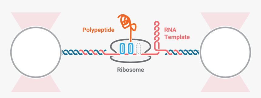 C Trap Co Translational - Everards / John Martin's Pale Ale (cask), HD Png Download