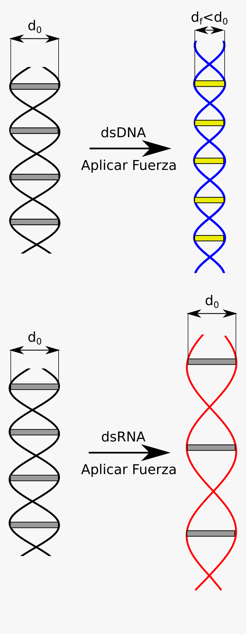 Yy Dna Rna Fuerza - Estructura Atomica Del Adn, HD Png Download