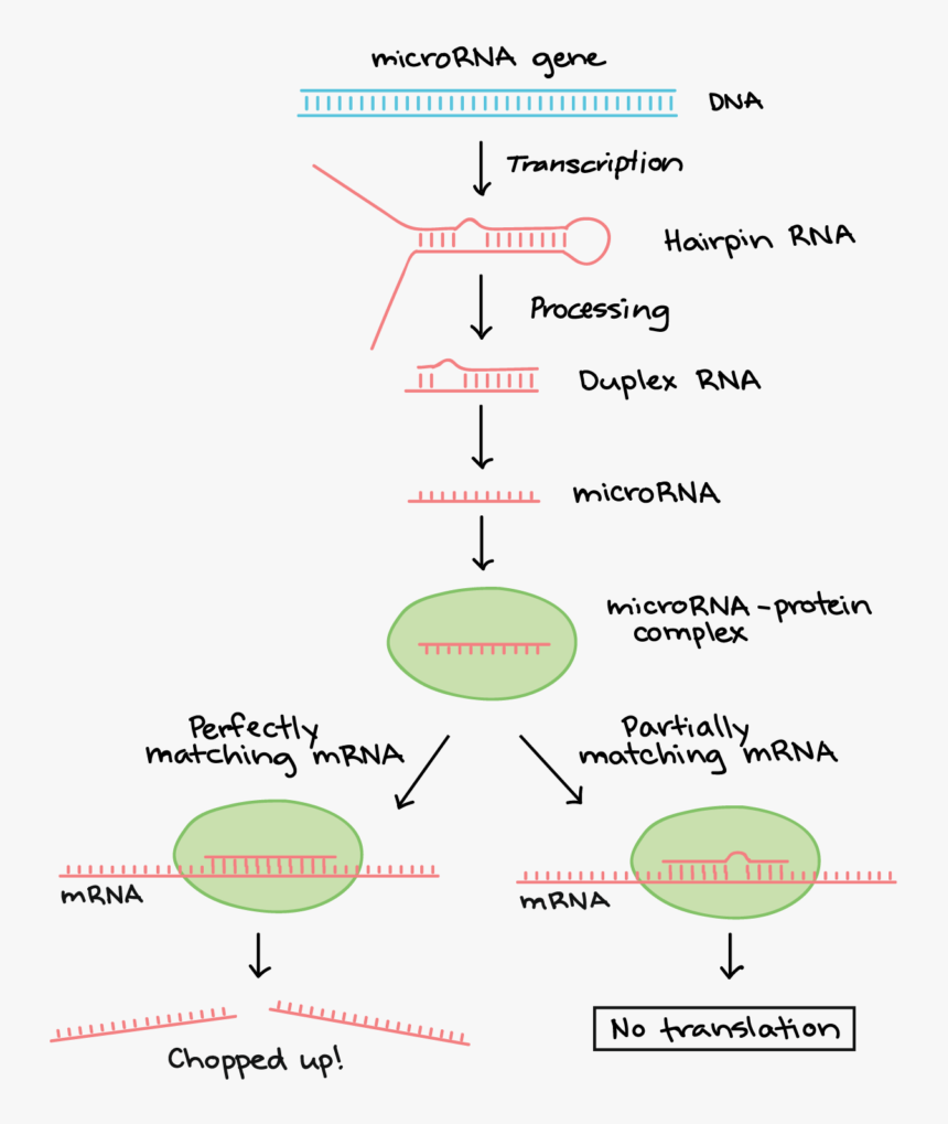 Diagram Of Where Mirnas Come From And And How They - Post Transcriptional Modification Of Rna, HD Png Download
