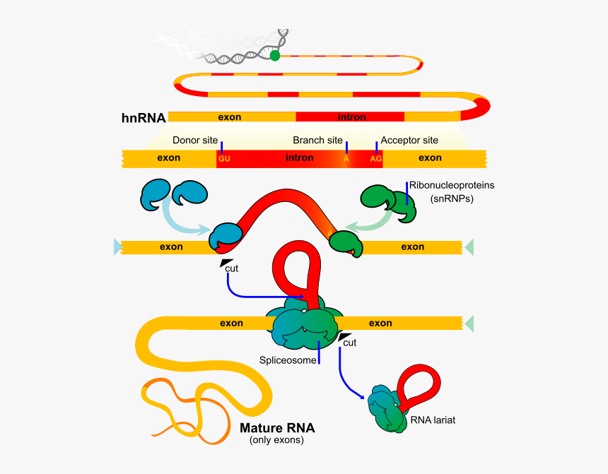 What Is The Difference Between Rna Splicing And Alternative - Splicing Rna, HD Png Download