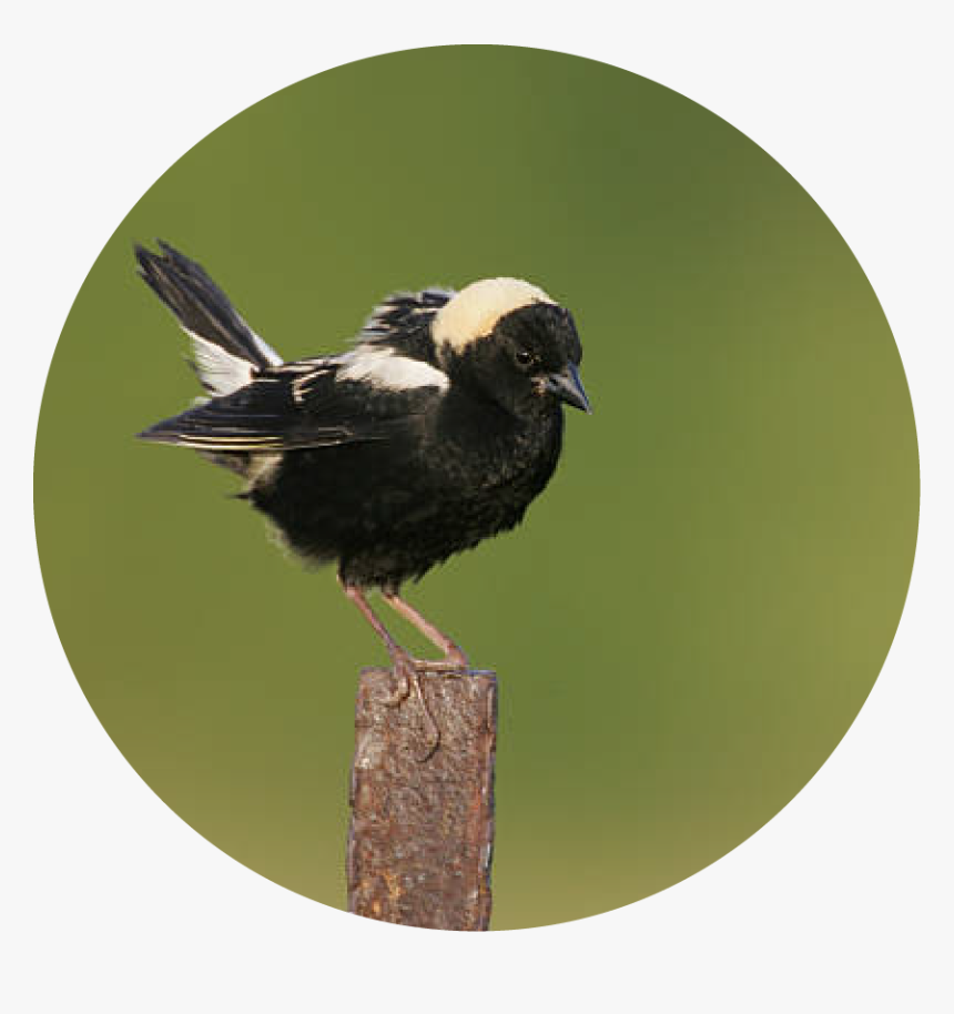 Bbtw Images Bobolink - Bobolink, HD Png Download
