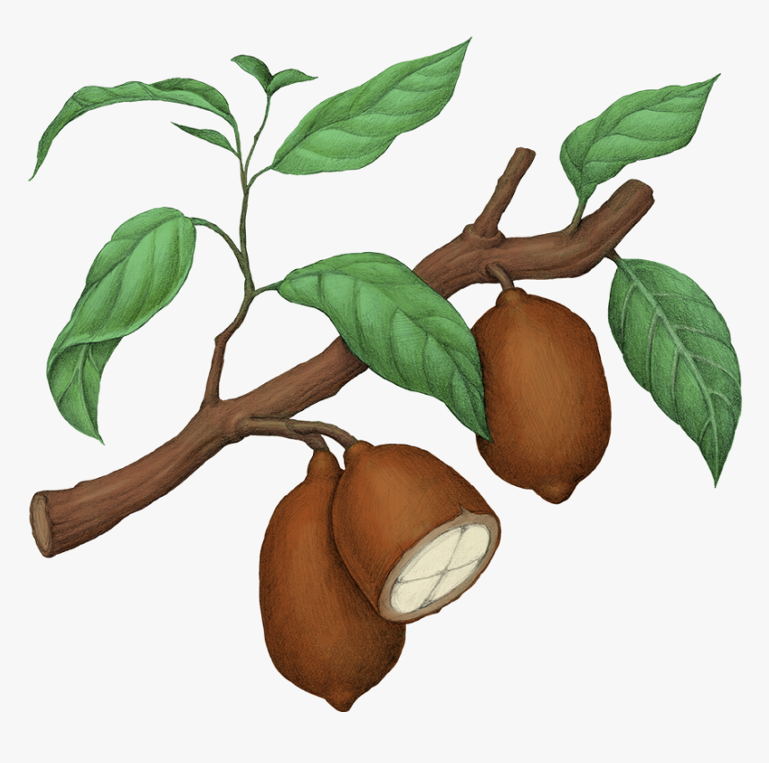 Fruit Tree, HD Png Download