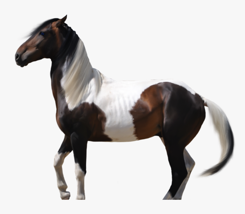 Thumb Image - Transparent Horse Outline, HD Png Download