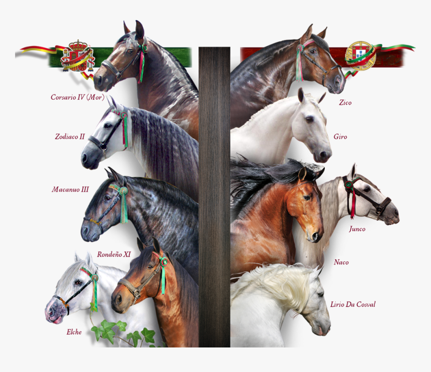 Caballos Fundadores - Las Morerías - Mane, HD Png Download