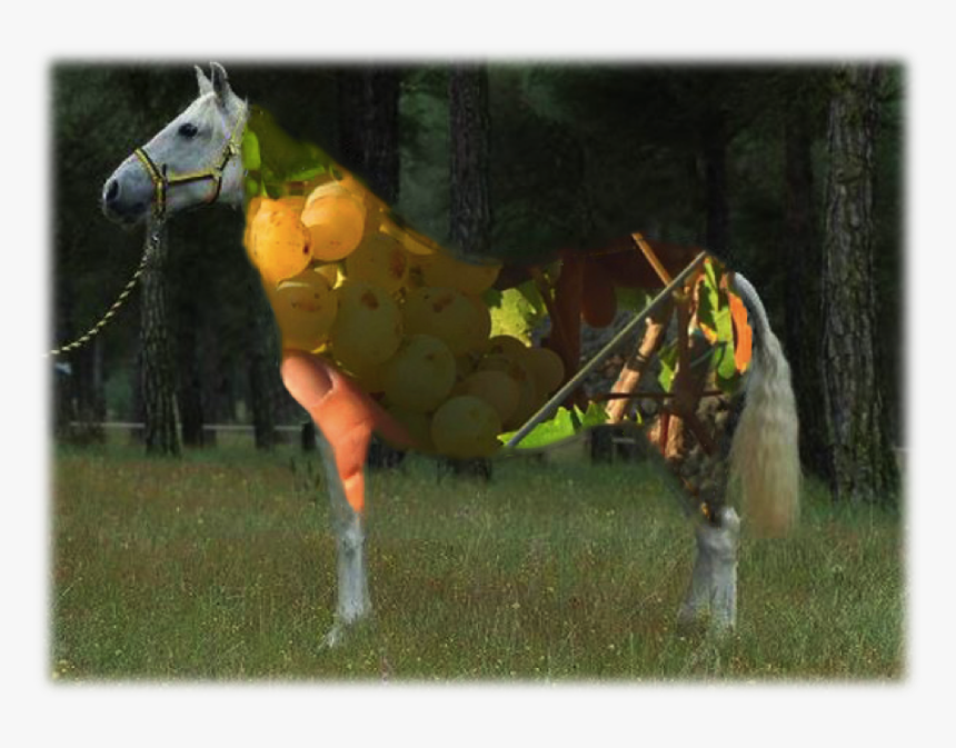 Wine And Cartujano Horse - Caballo Cartujano, HD Png Download