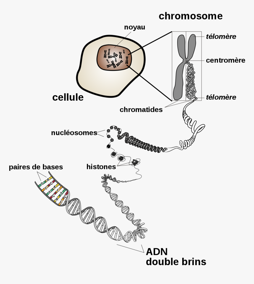 Chromosome, HD Png Download