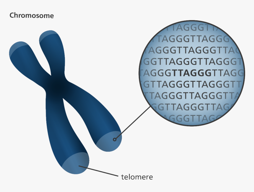 Chromosome Telomeres, HD Png Download