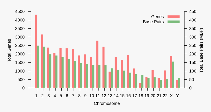 Nombre De Gene Par Chromosome, HD Png Download