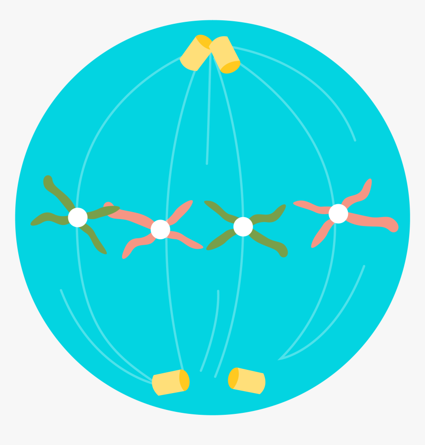 2) The Chromosomes Are Arranged Along The Equator Of - Clyde Auditorium, HD Png Download