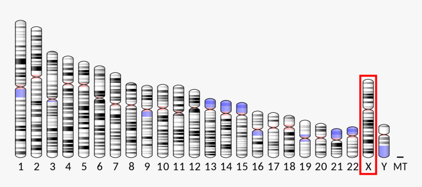 Human Chromosome 3, HD Png Download