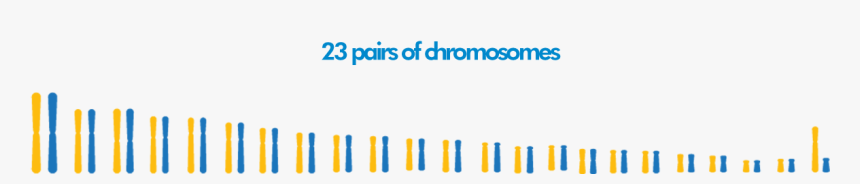 Chromosomes - Colorfulness, HD Png Download