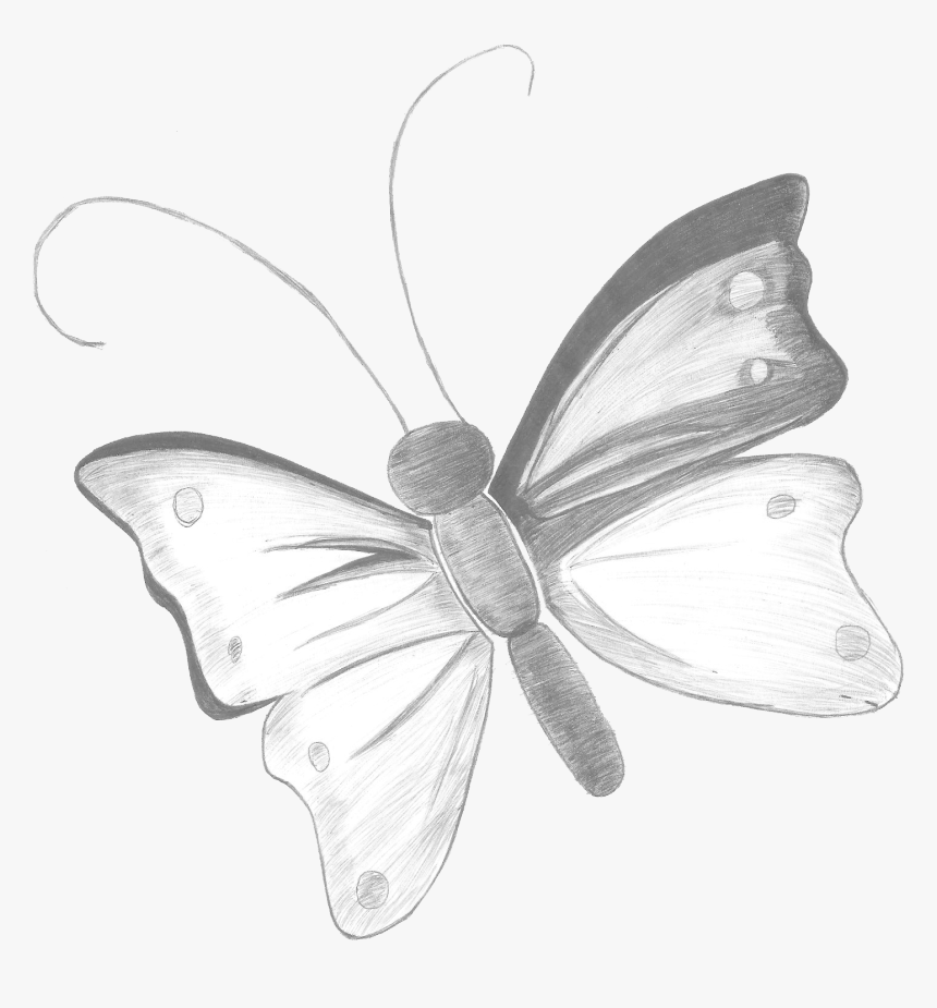 Transparent Lapiz Png - Brush-footed Butterfly, Png Download