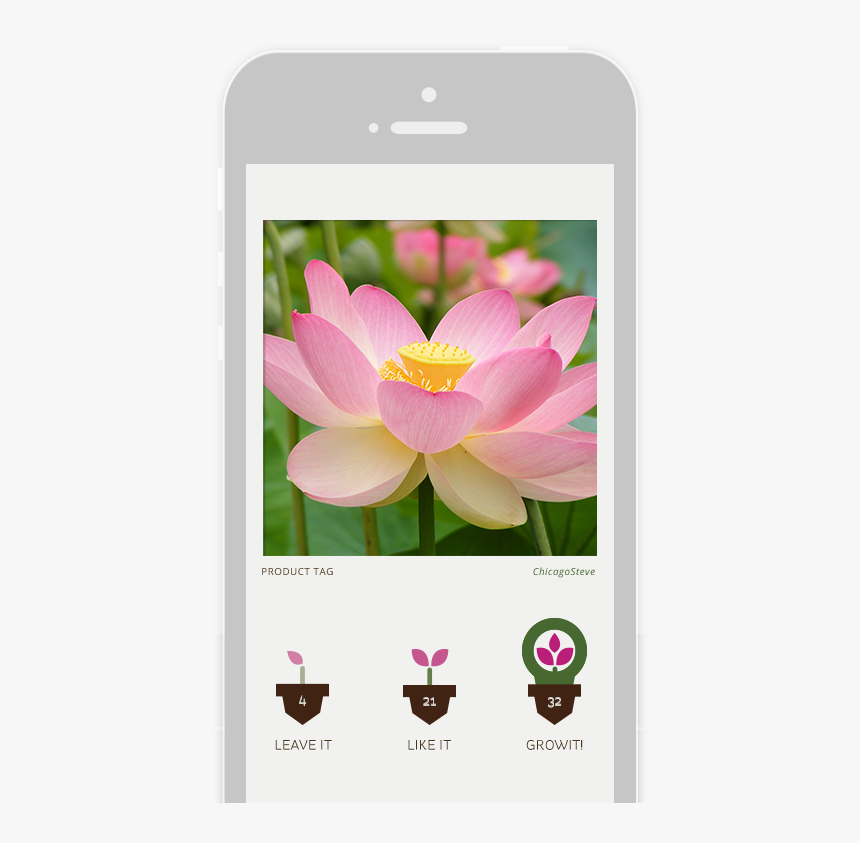 National Flower Of India, HD Png Download