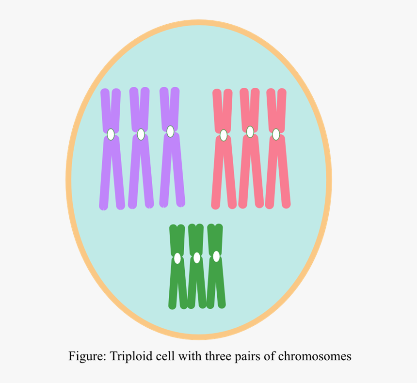 Picture - Graphic Design, HD Png Download