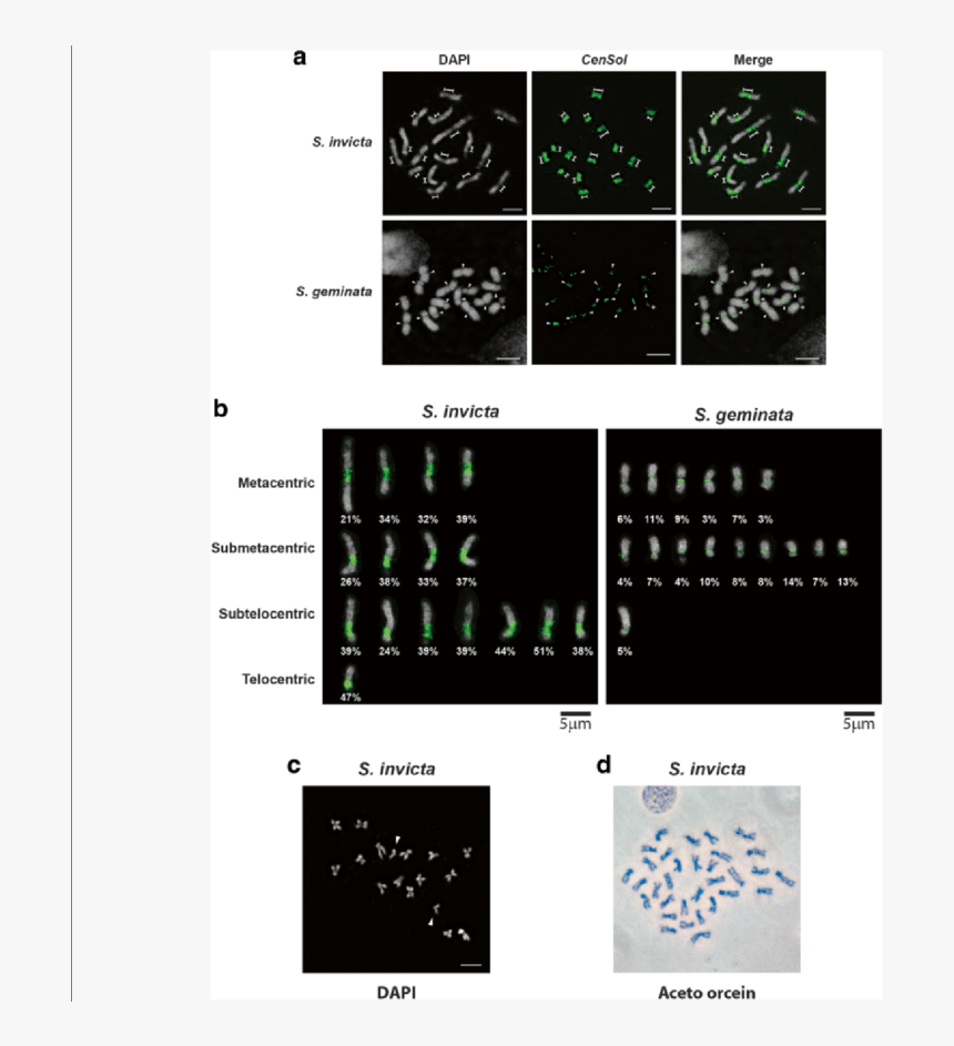 Screenshot, HD Png Download