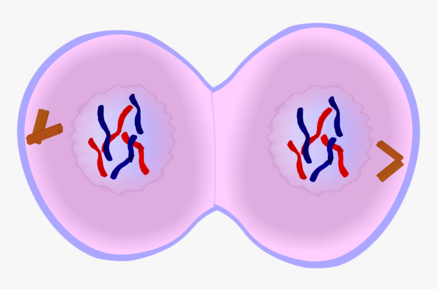 Early Telophase In Mitosis, HD Png Download
