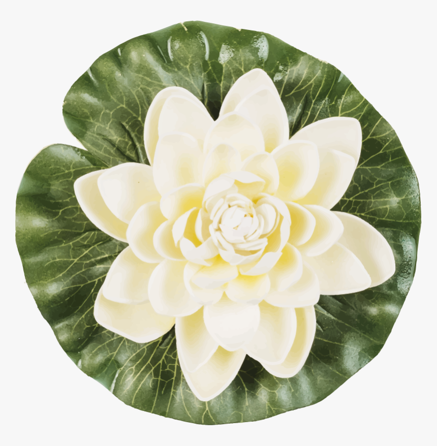 Japanese Camellia, HD Png Download