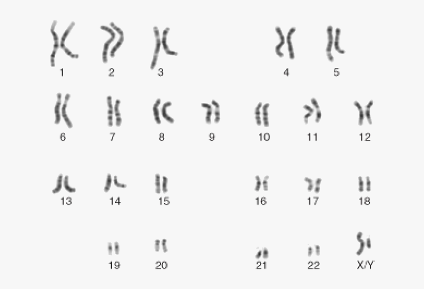 Male Karyotype, HD Png Download