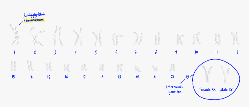 Colorfulness, HD Png Download