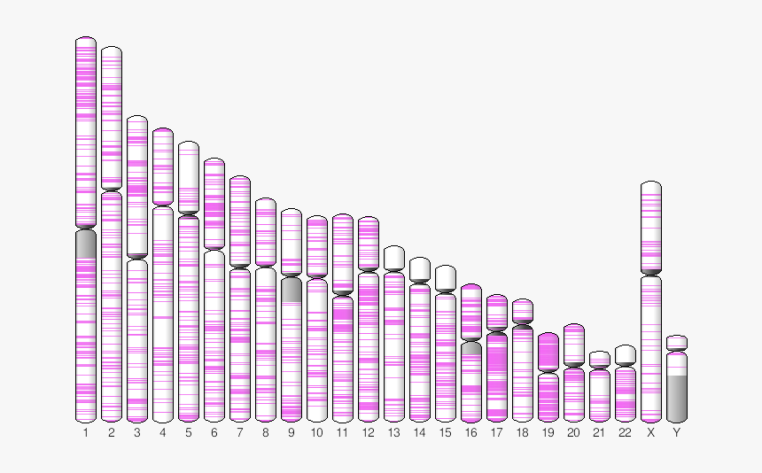 Plot Of Integration Sites On Chromosomes, HD Png Download