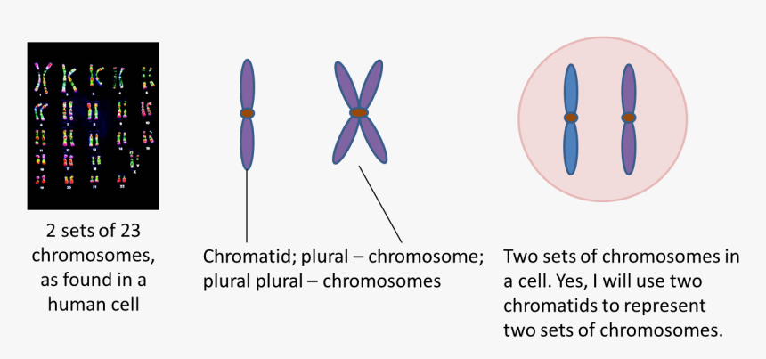 Clip Art Genetics Viirulentscience Two Sets - Chromosomes, HD Png Download